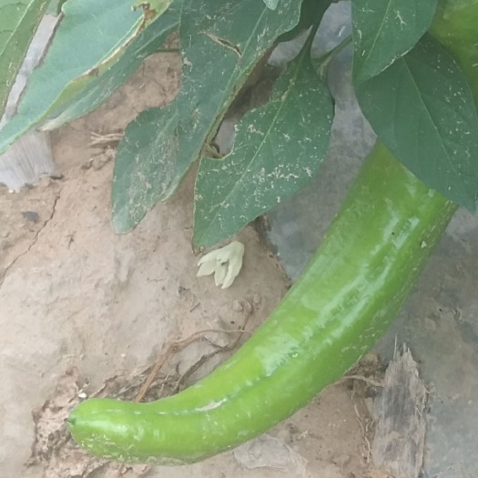 蔚县牛角椒 10~15cm 中辣 靑色
