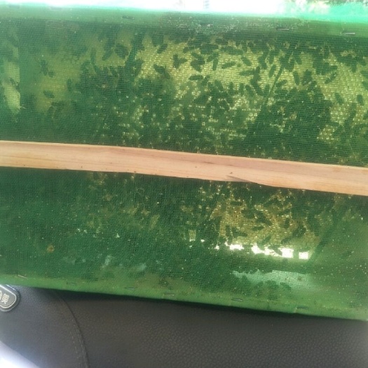 广州意蜂 中蜂笼蜂6000带王2脾蜂量包邮笼蜂发货