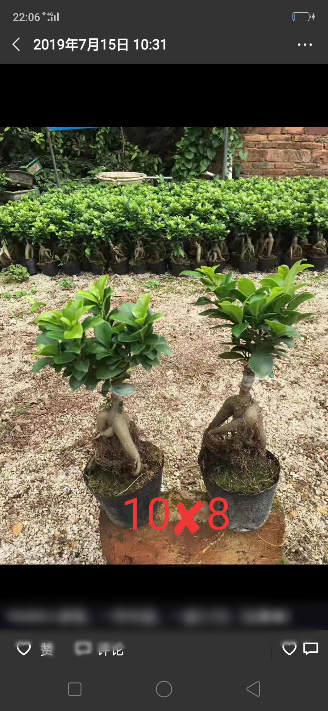 人参榕 福建漳州基地种植  带盆带土发货  易养