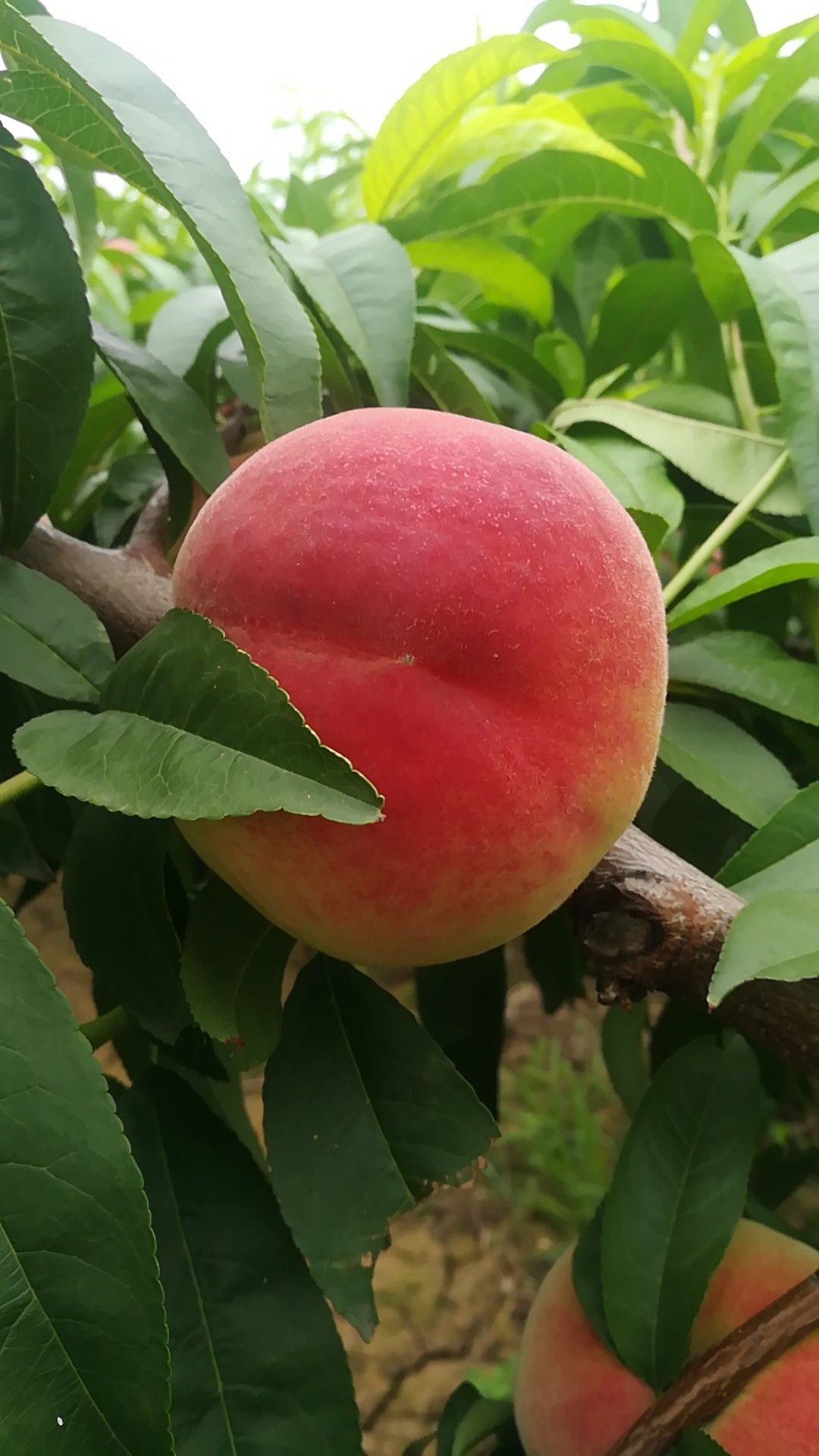 夏之梦桃 陕西大荔水蜜桃夏之梦