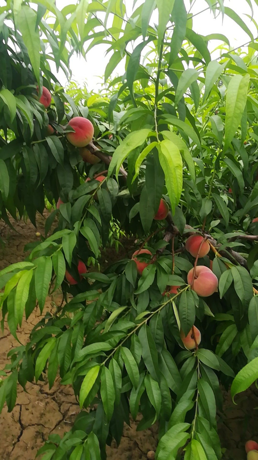 夏之梦桃 陕西大荔水蜜桃夏之梦
