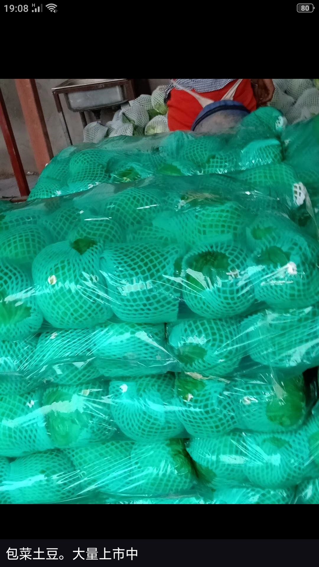 中甘系列  甘蓝，中甘21，牛心甘蓝，大量有货，发往全国各地，代收代发