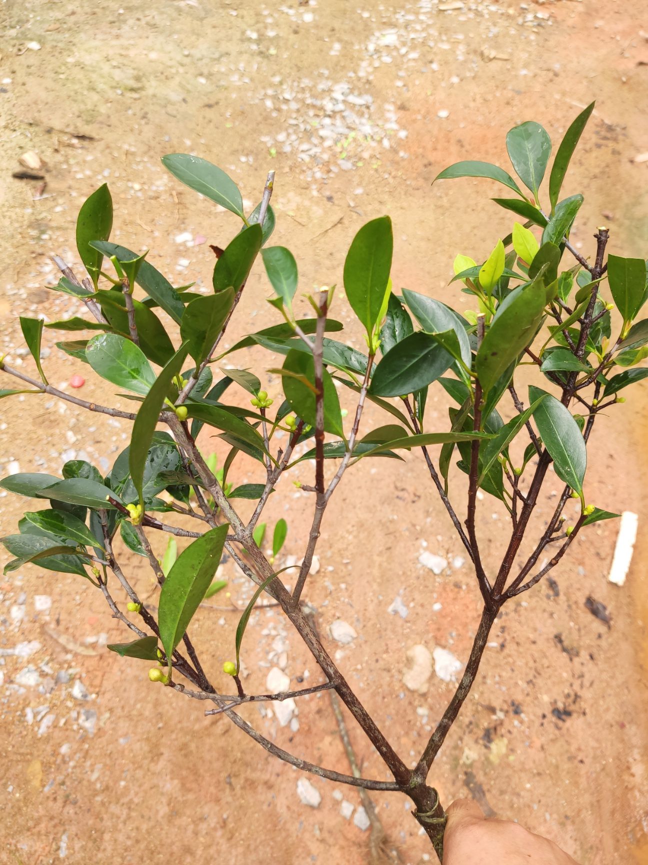 山竹树苗  黄金山竹岭南山竹嫁接苗泰国山竹泰国无核山竹