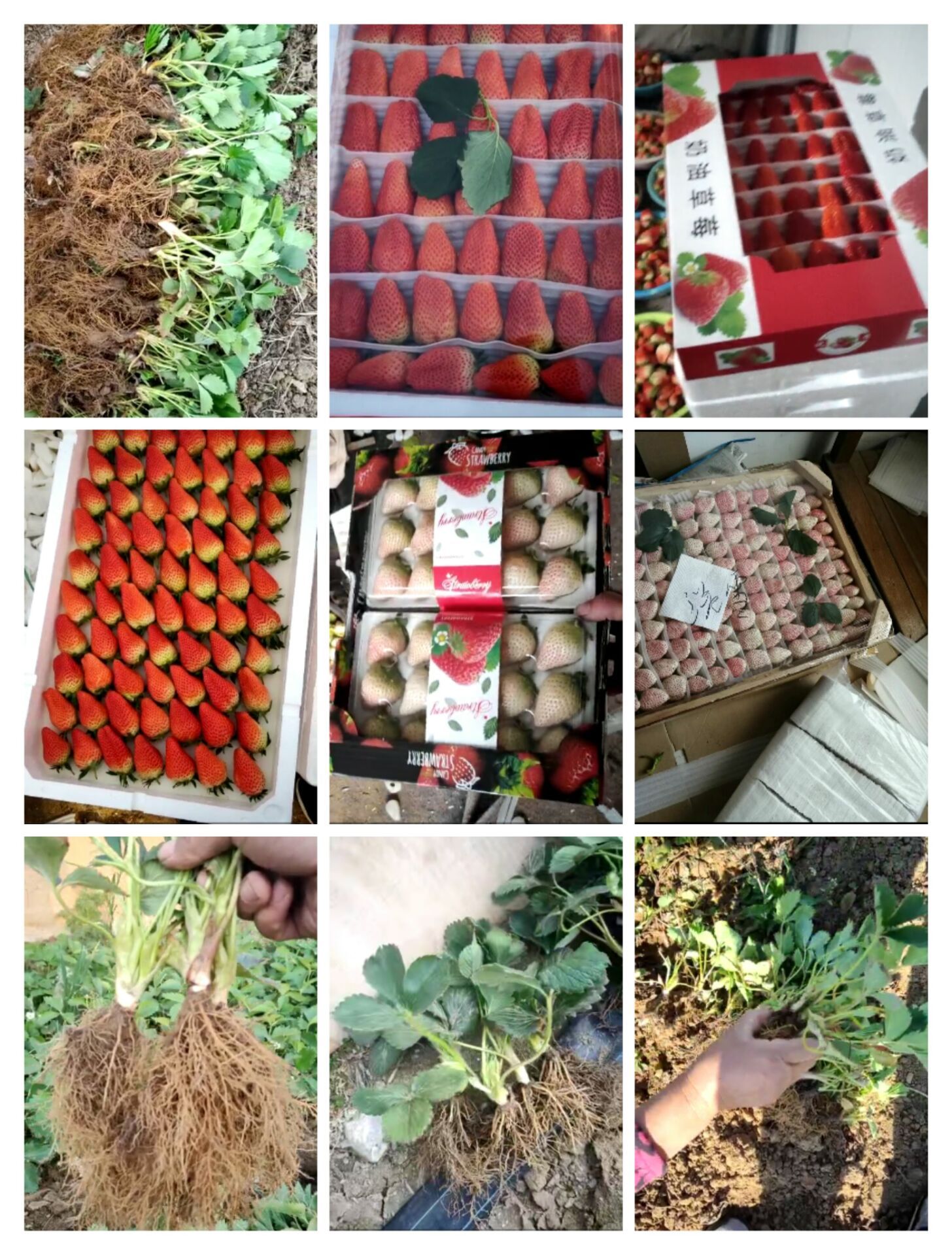 脱毒草莓苗 专业种植基地一手货源品种纯正