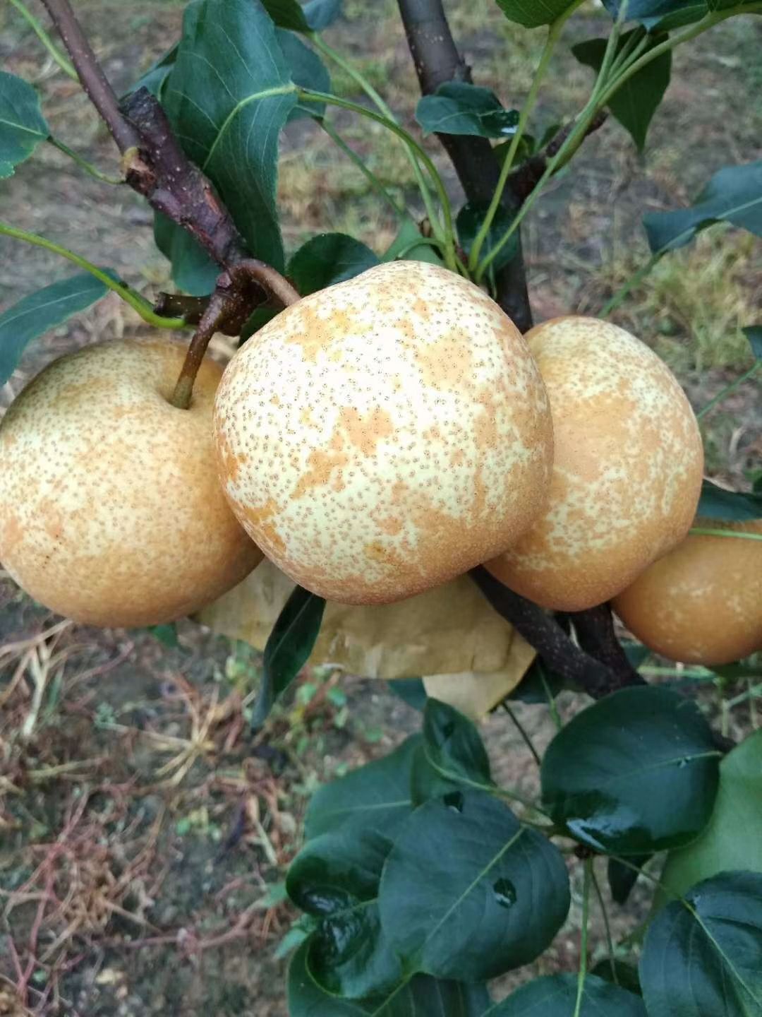  广东：阳山晶宝梨