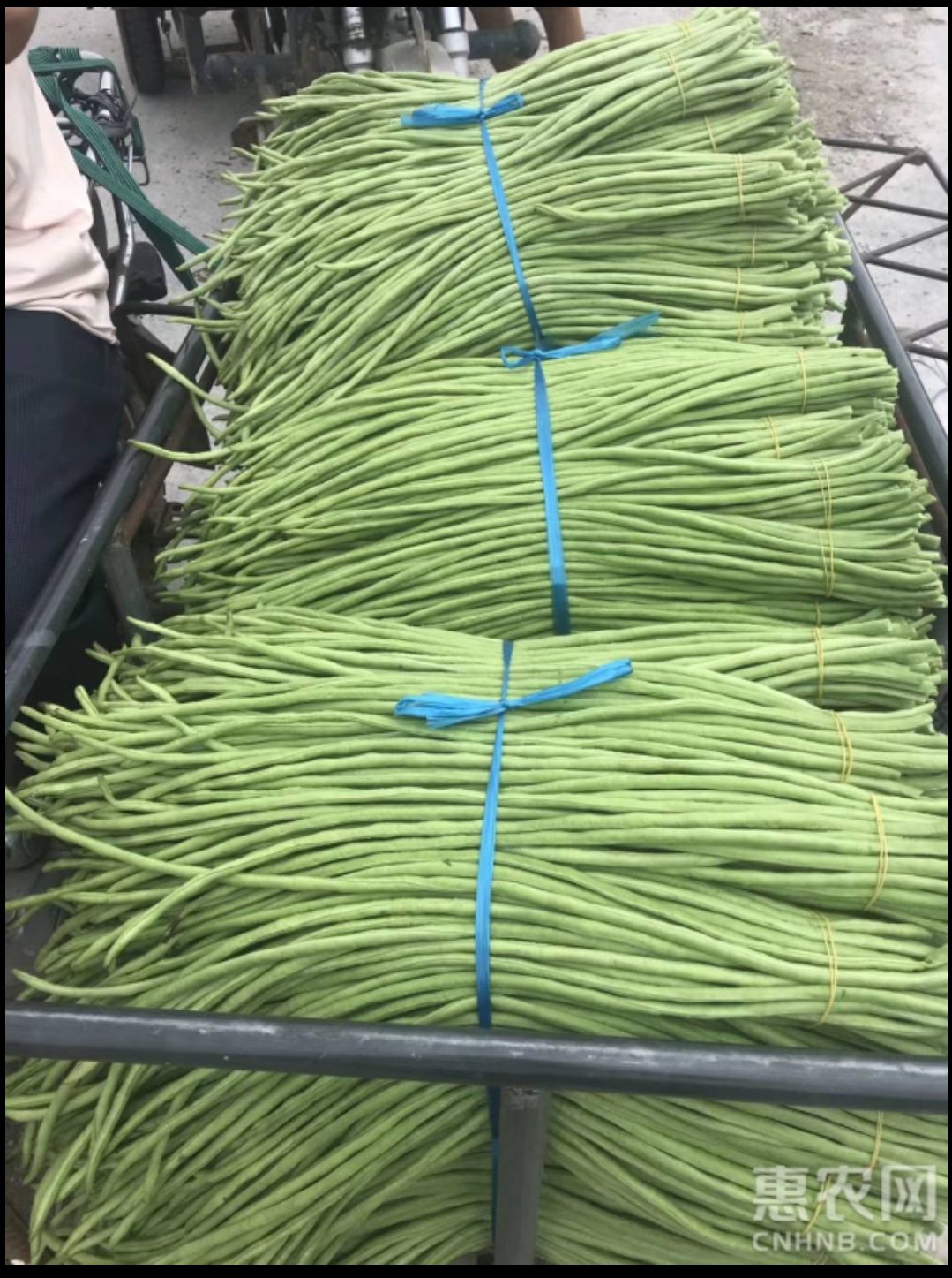 长豇豆 新苗有量，质量没得说，需要的可以联系我