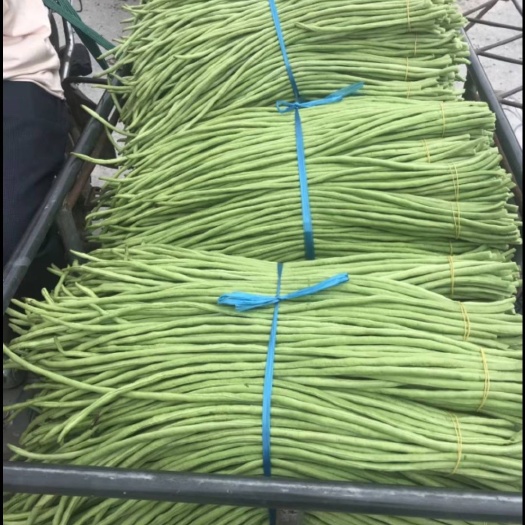 合浦县长豇豆 新苗有量，质量没得说，需要的可以联系我