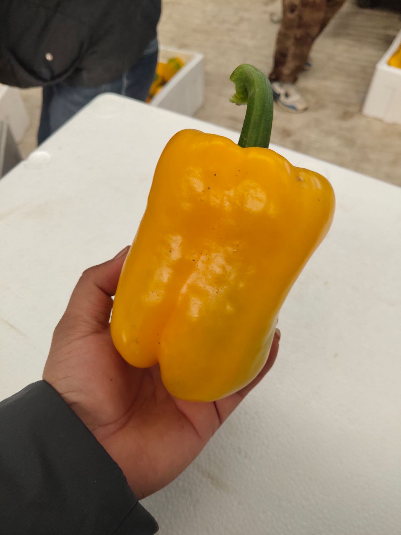 甜椒 精品红黄元椒