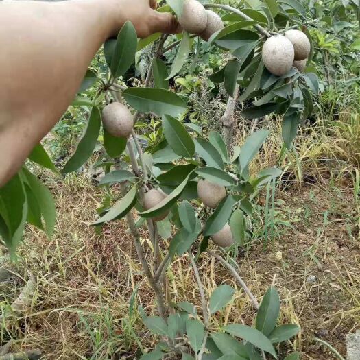 灵山县人心果树苗 人心果