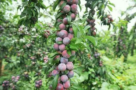  广西龙滩珍珠李（天峨金兴家庭农场）