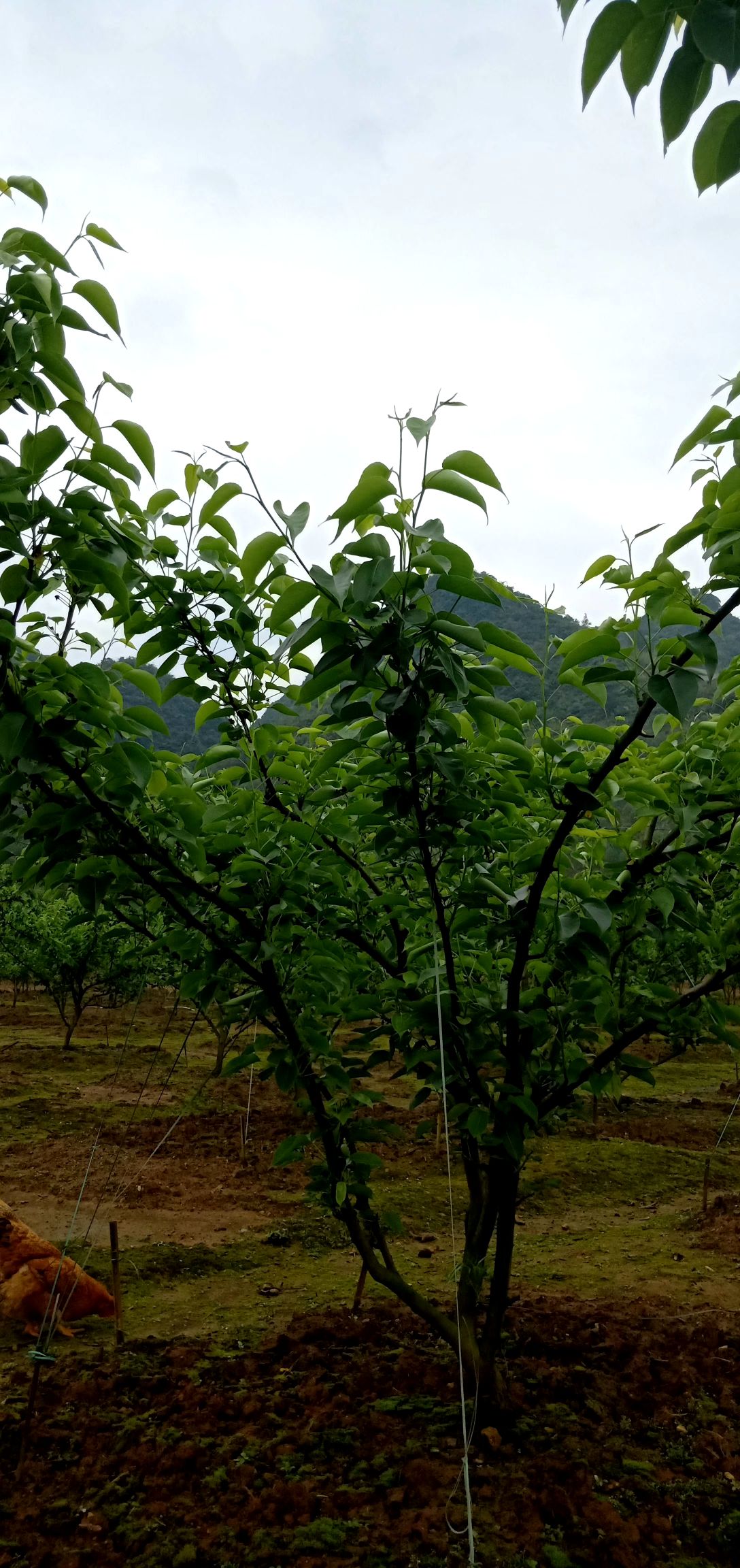  广东：阳山晶宝梨