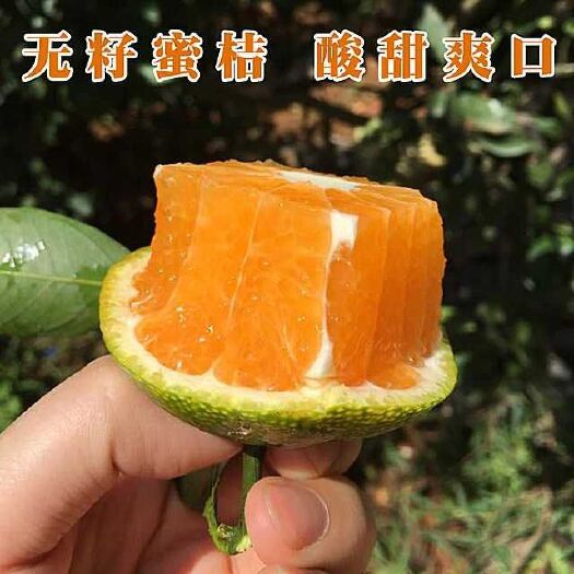 大冶市青皮蜜桔 湖北无籽蜜桔