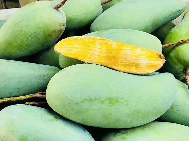 金煌芒 攀枝花大金煌