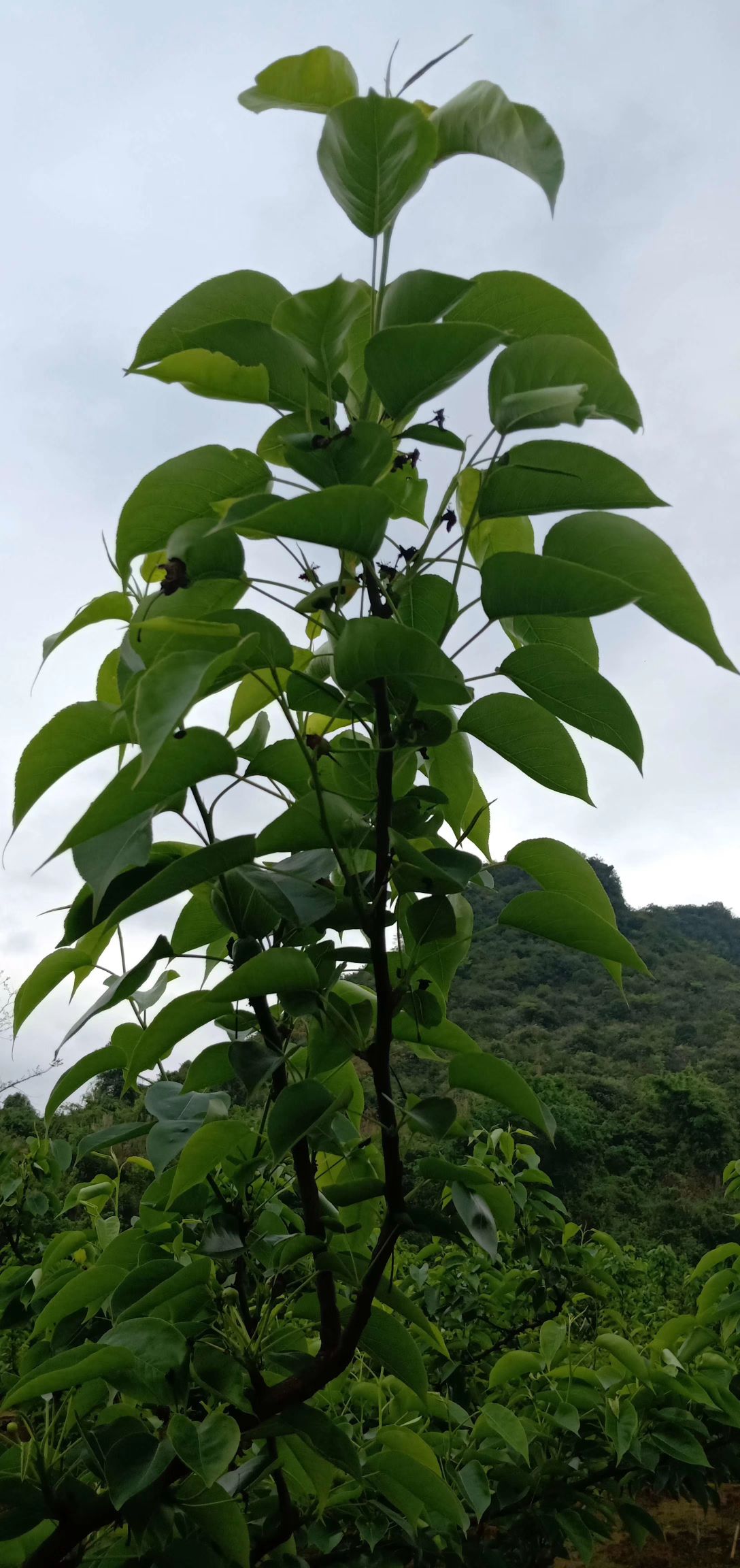  广东：阳山晶宝梨