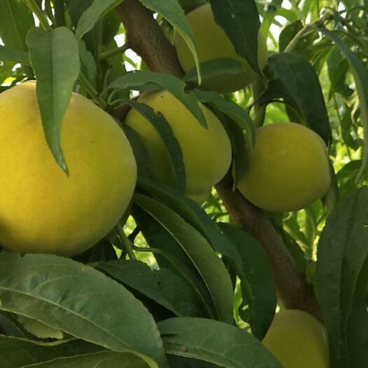 菏泽 黄金冠黄桃，3-4两