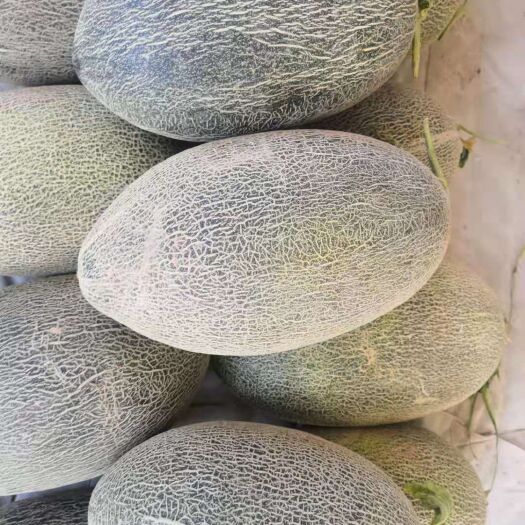 伽师县 精品一级伽师瓜，5以上，糖份17，包装盒后包上车价