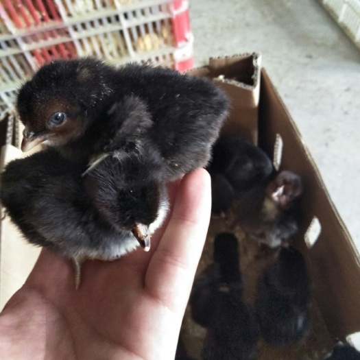 淮安乌骨鸡苗 纯种乌骨鸡