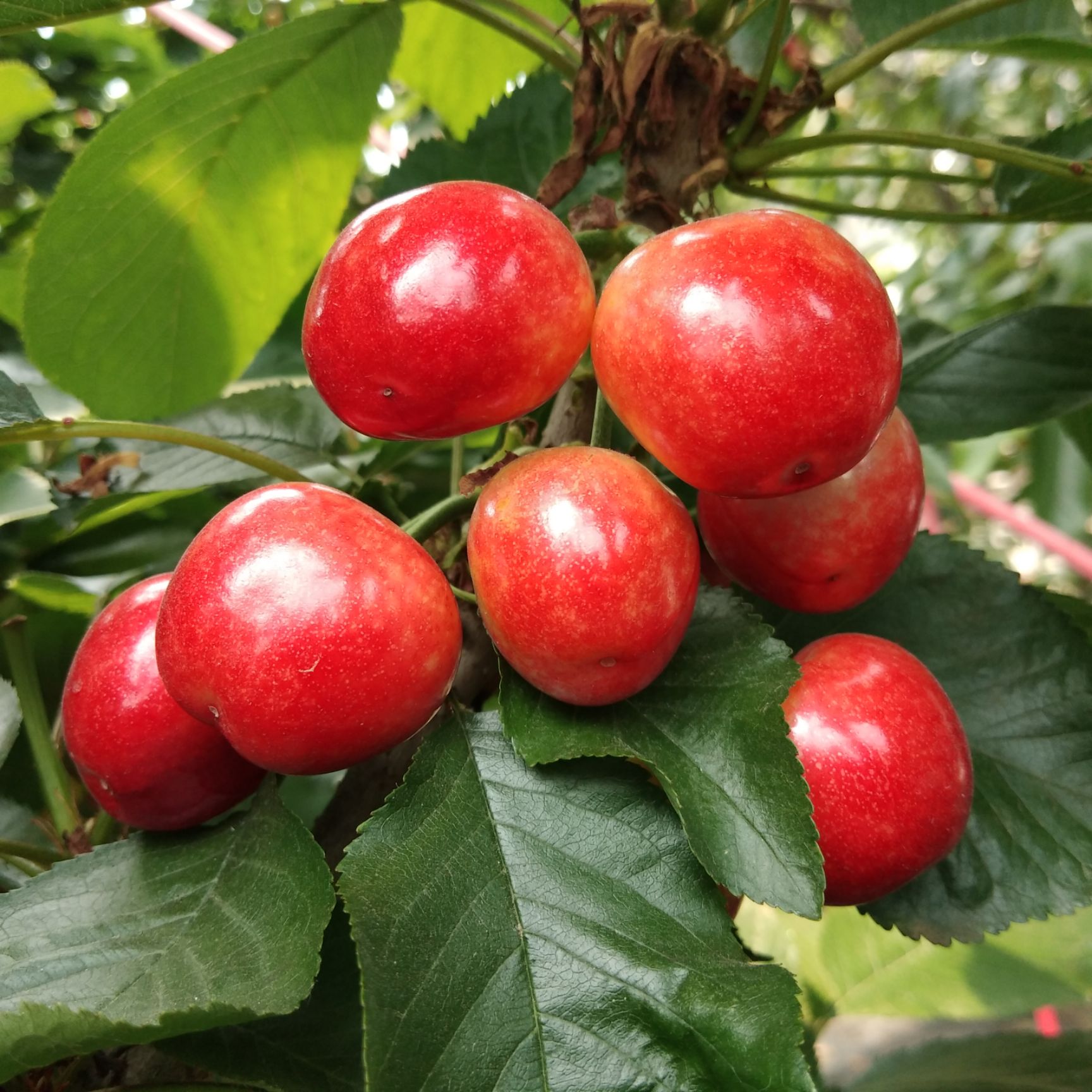 大樱桃 产地直发