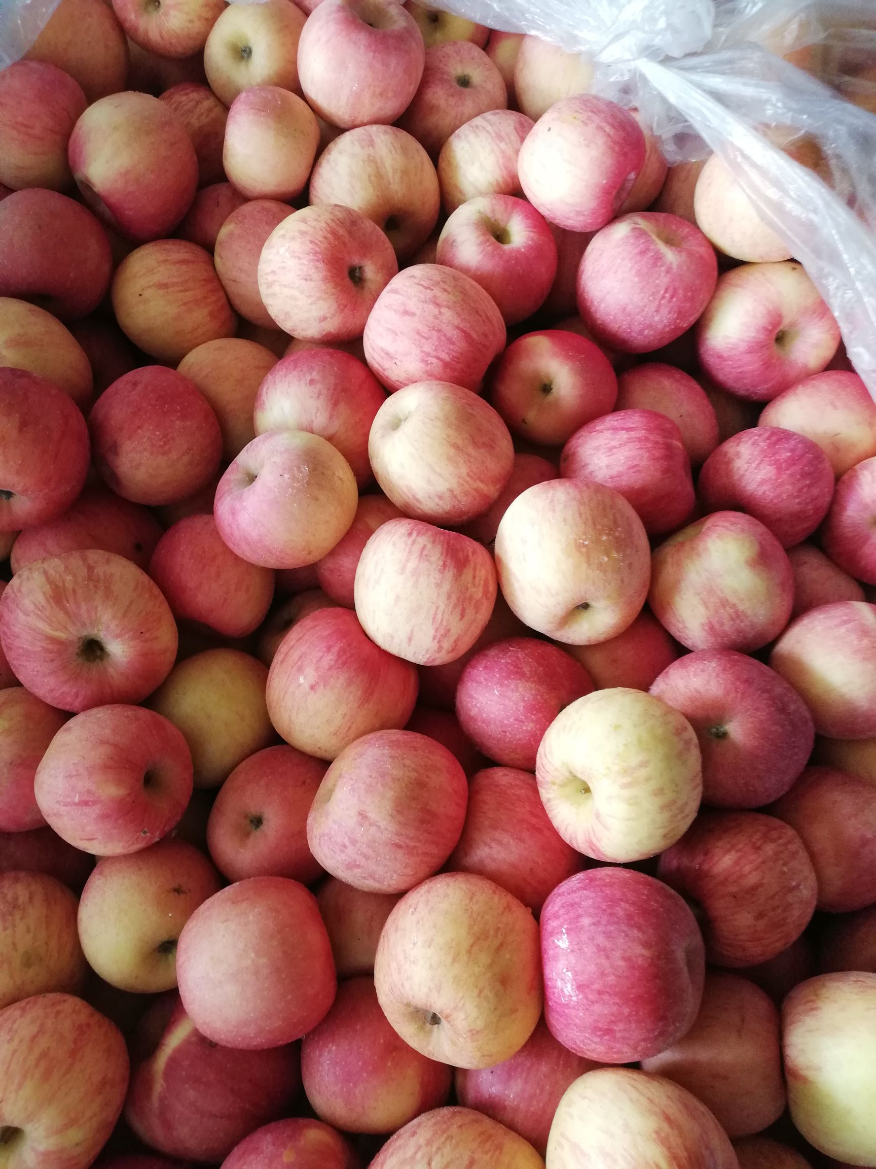 红富士苹果 山东富士，保鲜度好，口感甜，质量更好。