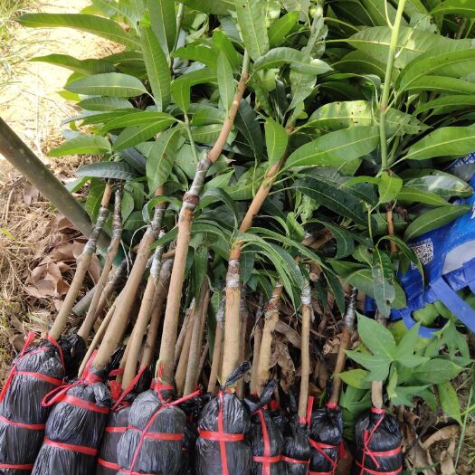灵山县金煌芒果苗，桂七芒果苗，四季芒果苗，台农芒果苗