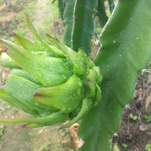 重庆市 西双版纳曼傣纳火龙果