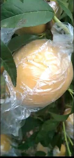 大荔县 黄桃