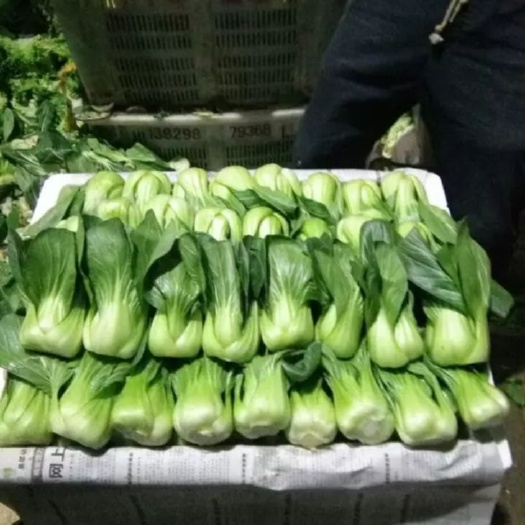 上海青 蔬菜基地供应 代办