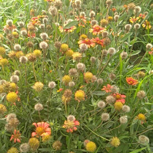 临沂 天人菊种子
