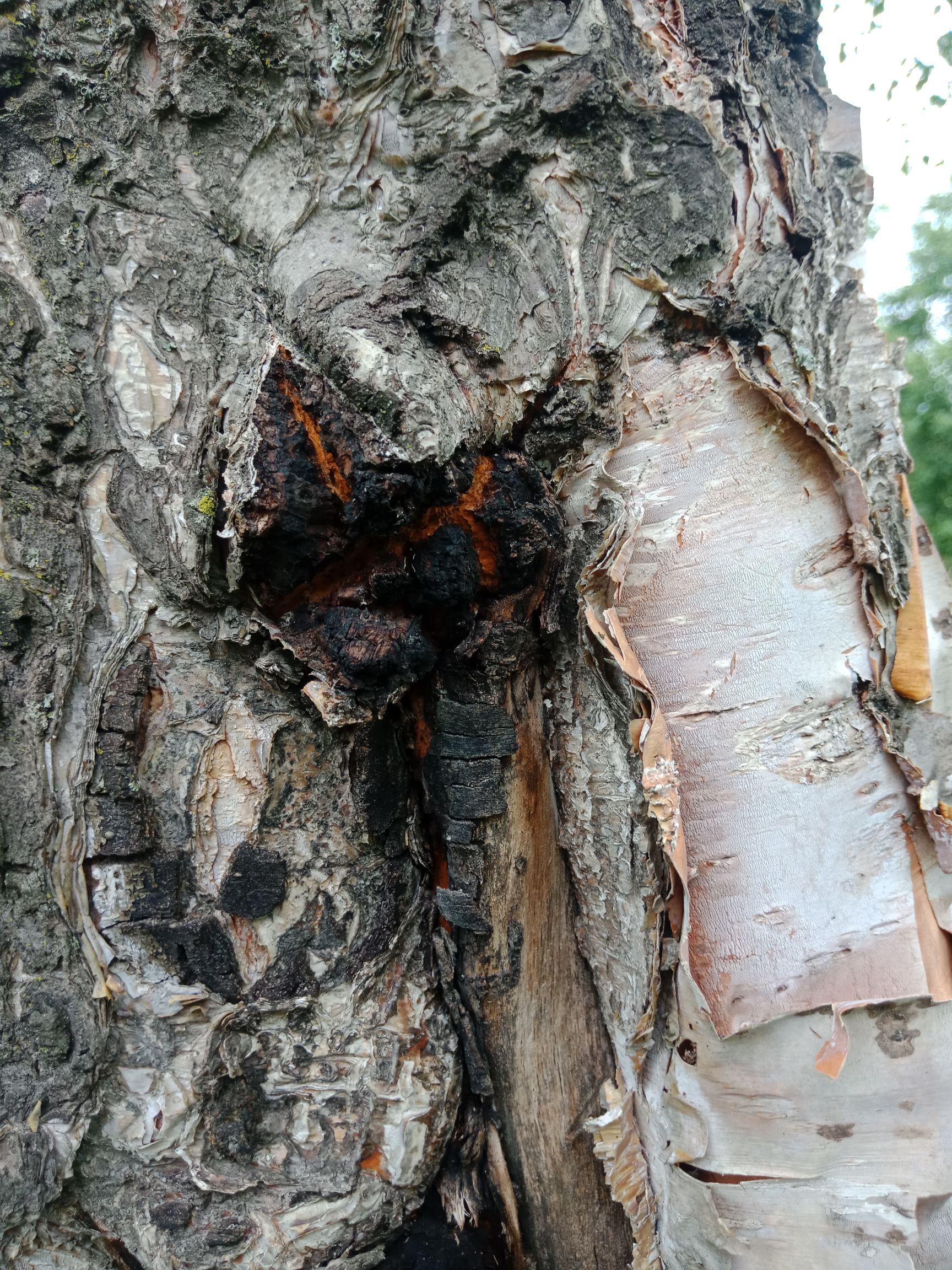  天然白桦茸，质量保证，自产自销，欢迎采购。