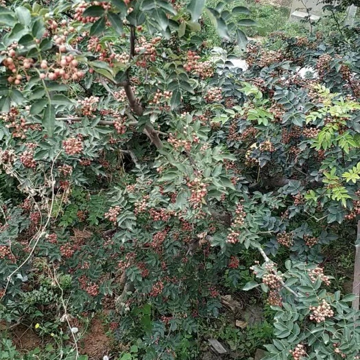 芮城县大红袍花椒 一级 干花椒