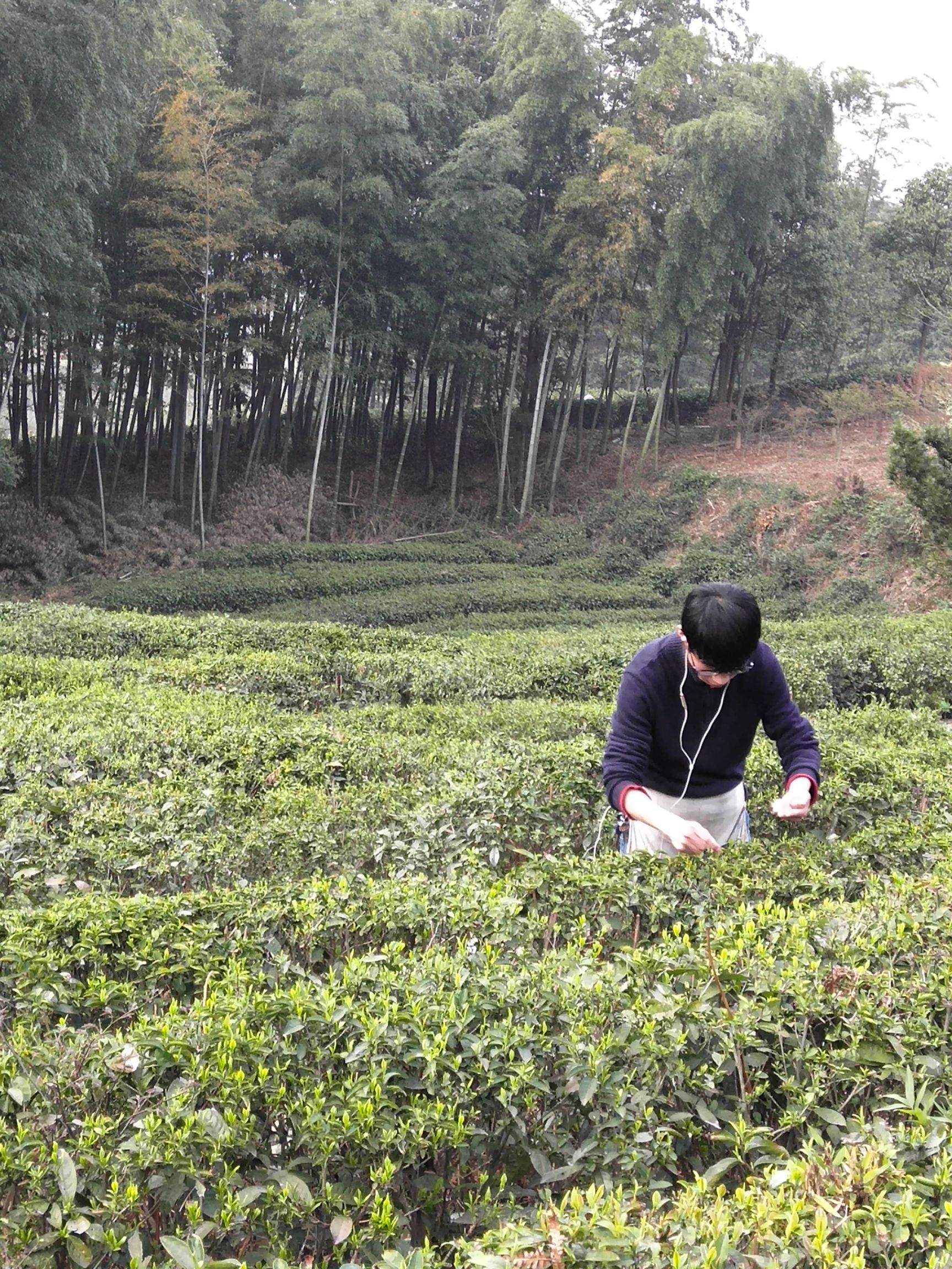  正宗庐山云雾茶少量批发