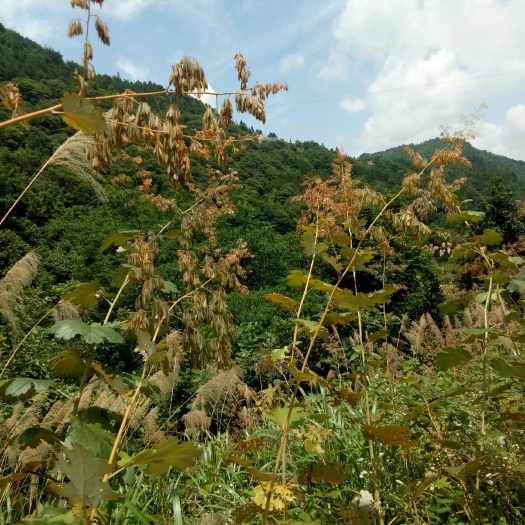 崇阳县 博落回籽，叶子，含量高，