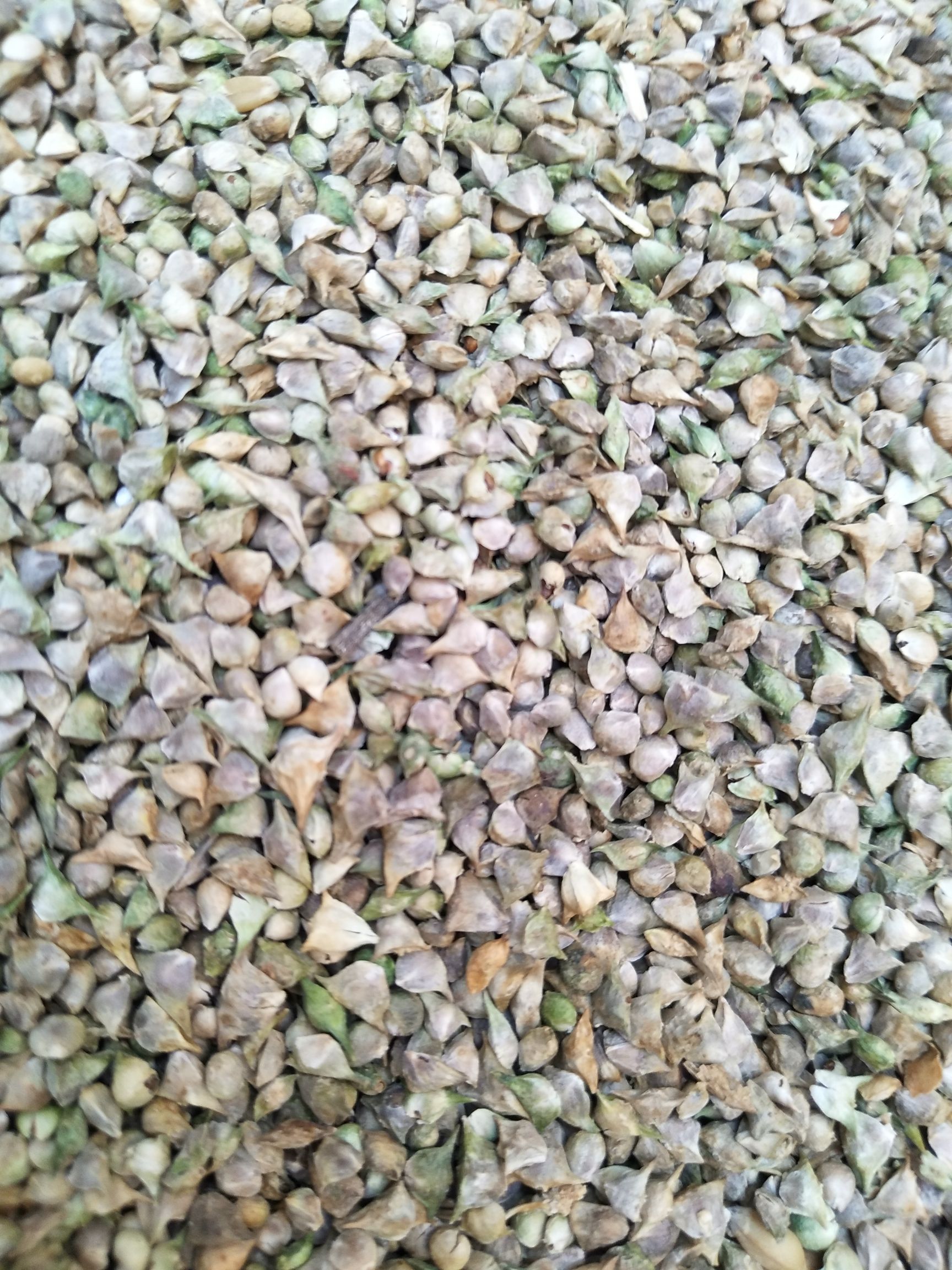 大叶菠菜种子 批发菠莱种