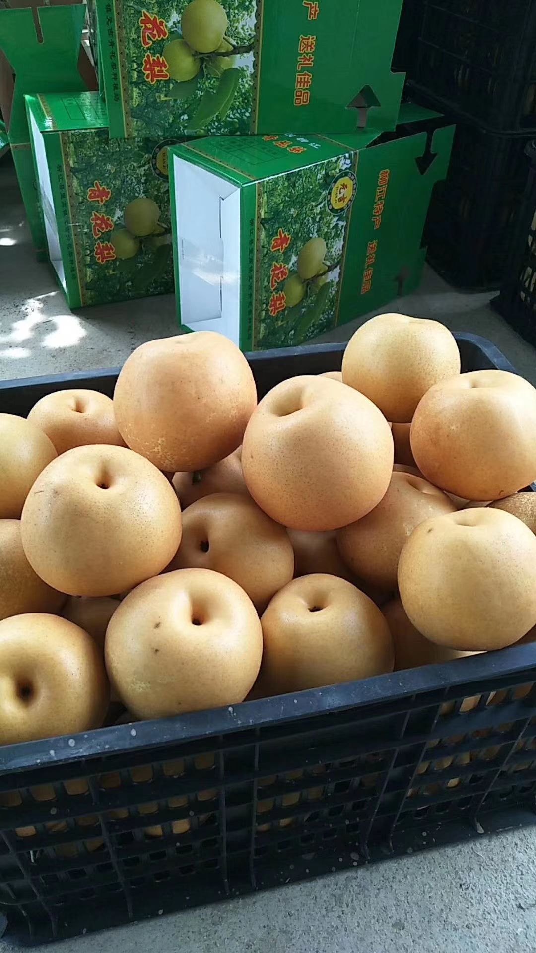 青花梨 65mm以上 500-550g