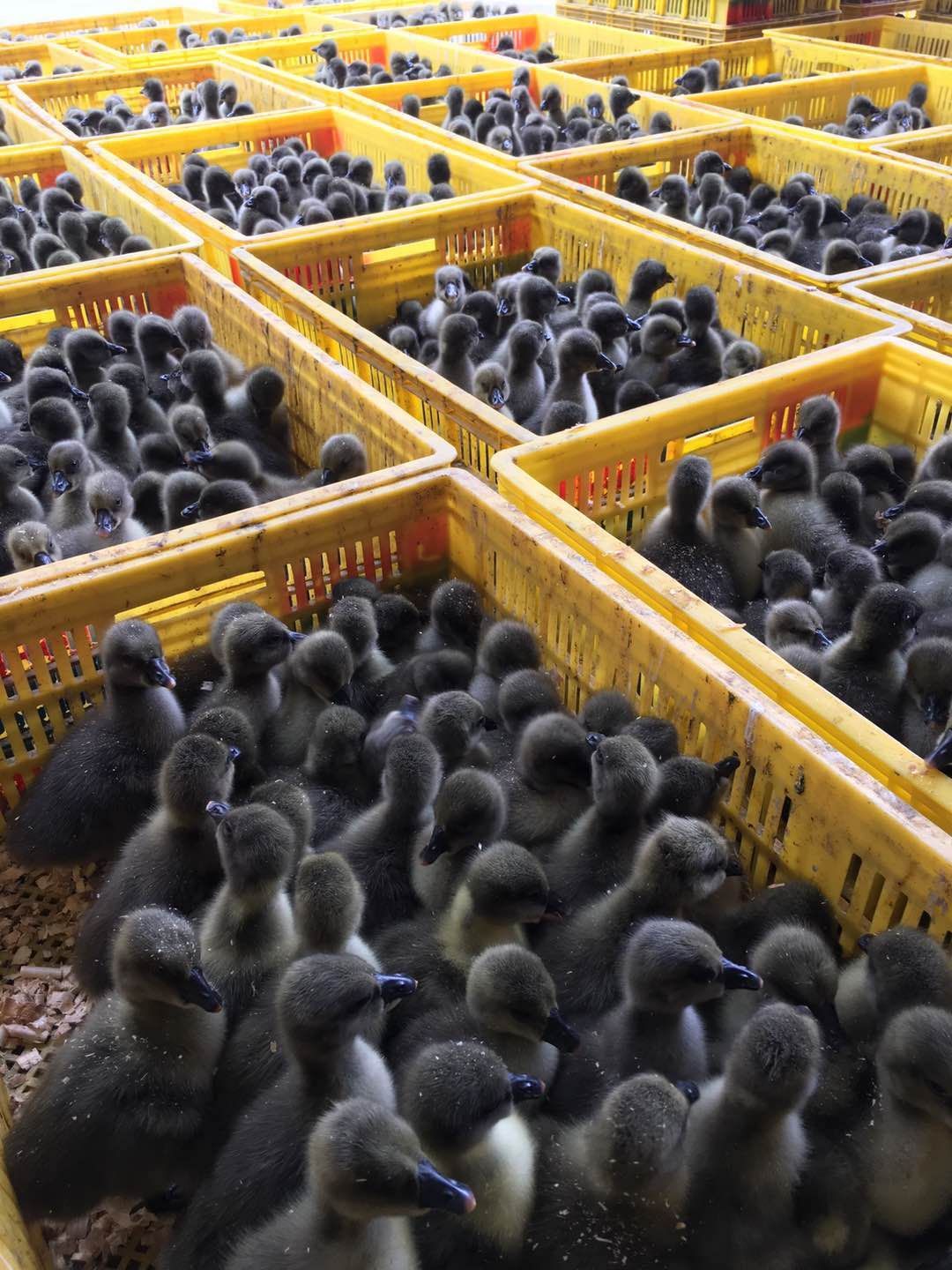  灰鹅苗，，杂交鹅苗