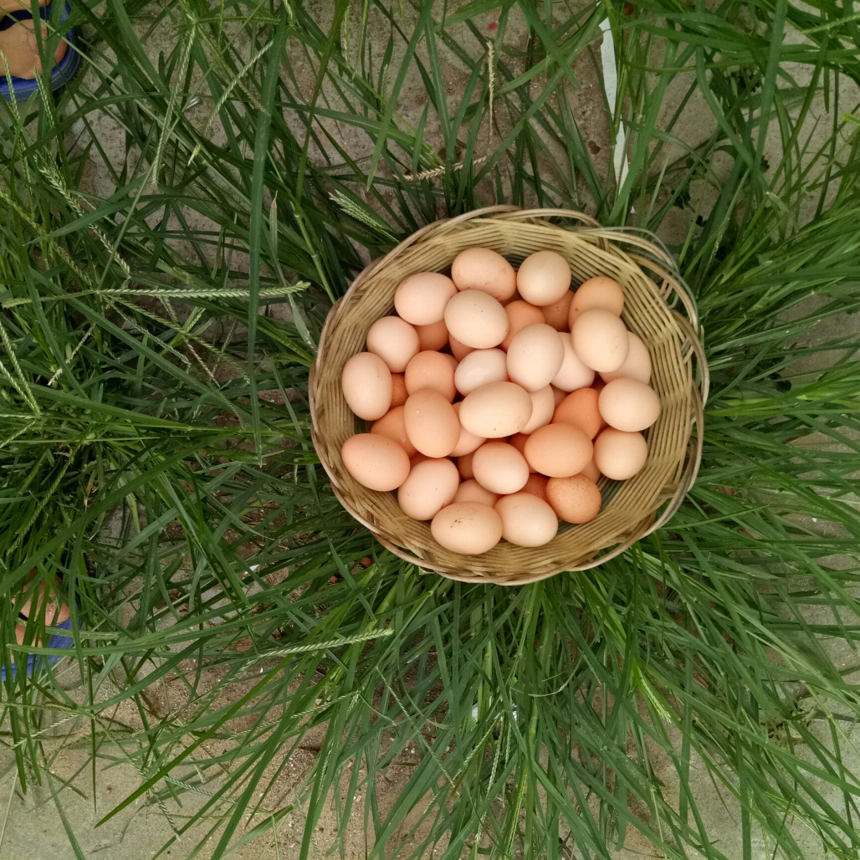  乡村散养土鸡蛋