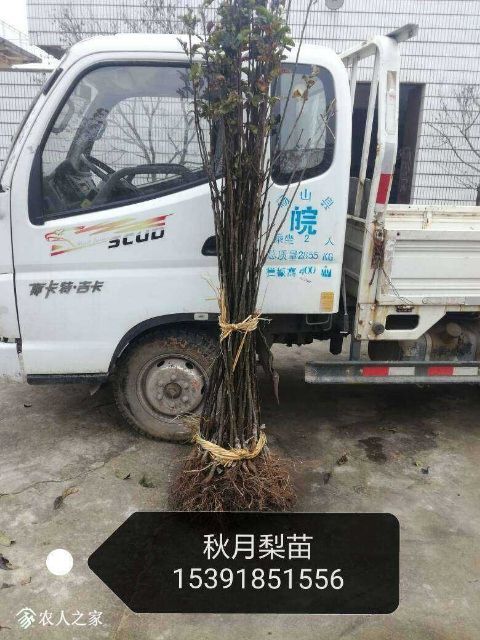 砀山县 翠冠梨苗