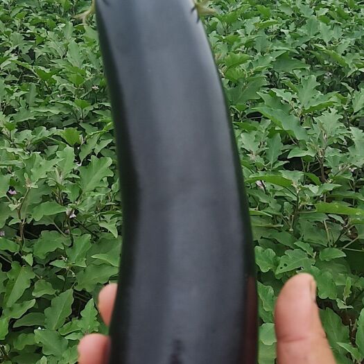 海安市紫长茄 20-30cm紫茄
