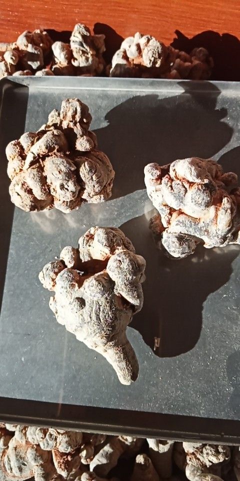 春七 正宗文山三t，货真价实，物美价优！诚信经营，童叟无欺！