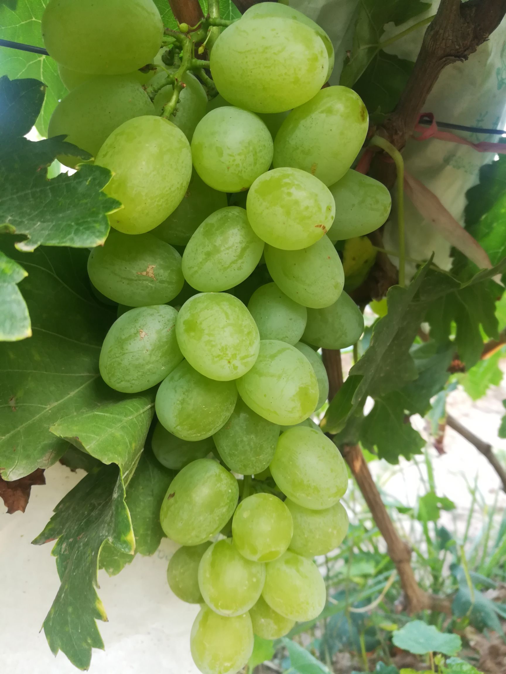 青提 1-1.5斤 5%以下 1次果