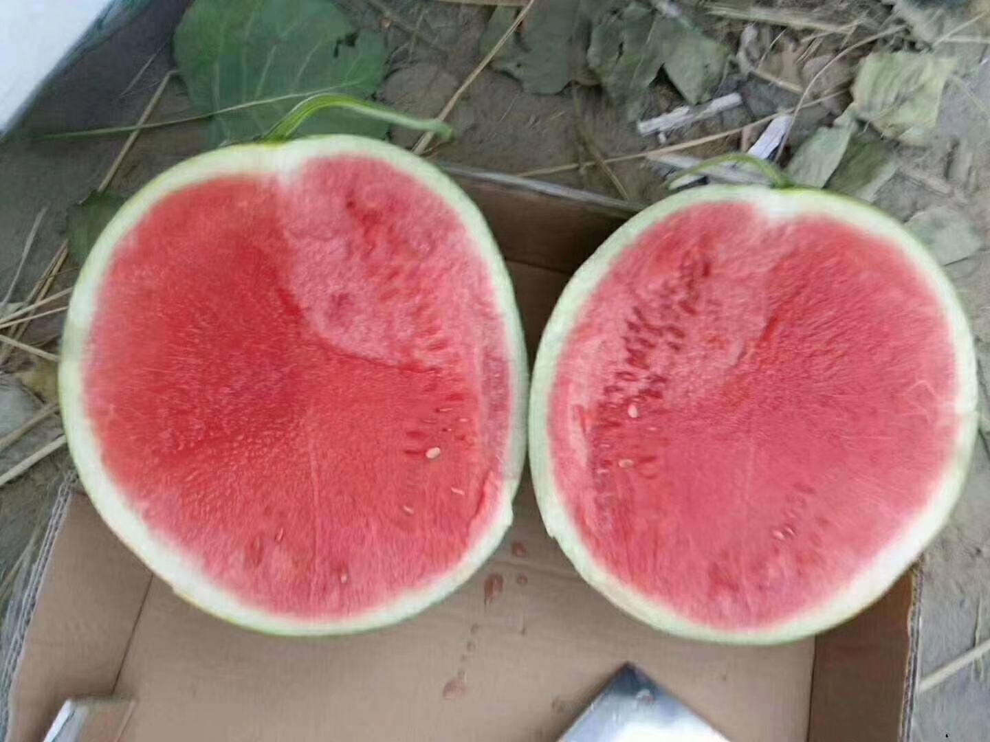 黑皮无籽西瓜 黑皮无仔