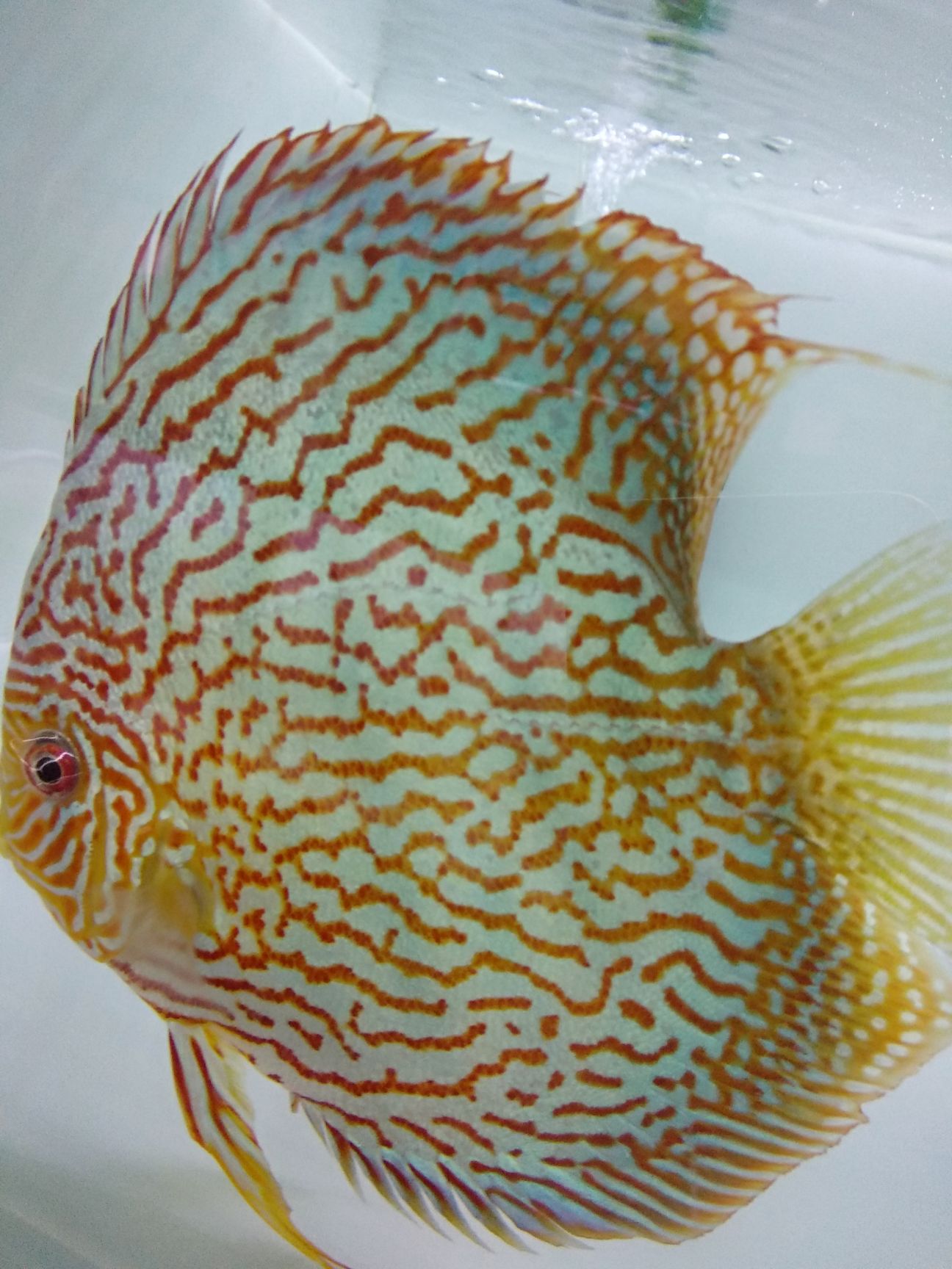 七彩神仙鱼 热带七彩鱼