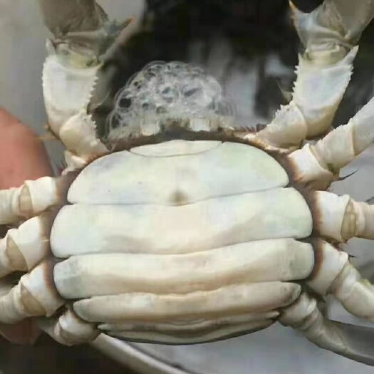 济宁青蟹 藕塘六月黄，现货，保质保量，鲜活价格便宜，需要的速度，随时发