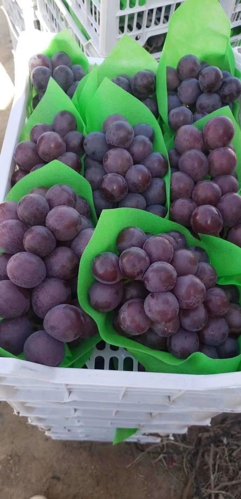 乒乓球葡萄  乒乓球藤稔大量上市，看中货的抓紧联系了