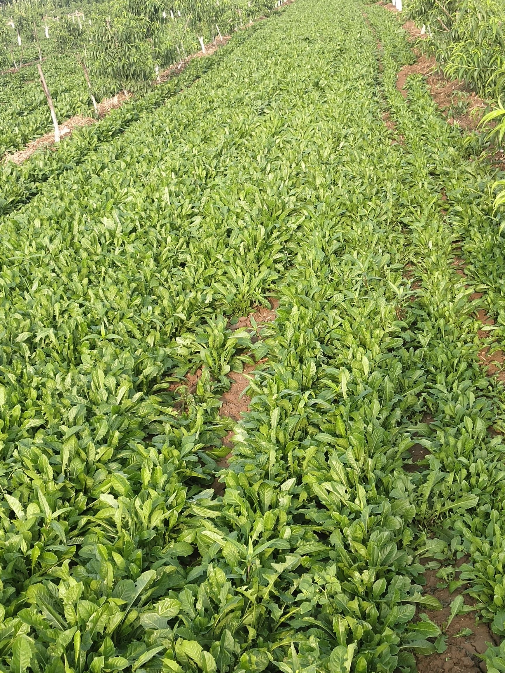 蒲公英（鲜食） 大量蒲公英，鲜叶，干货同时上市，第一次踩割