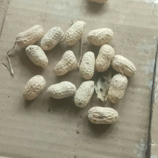 南阳带壳花生 白沙308