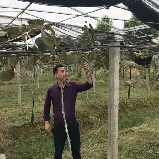苍溪县红心猕猴桃苗 嫁接苗