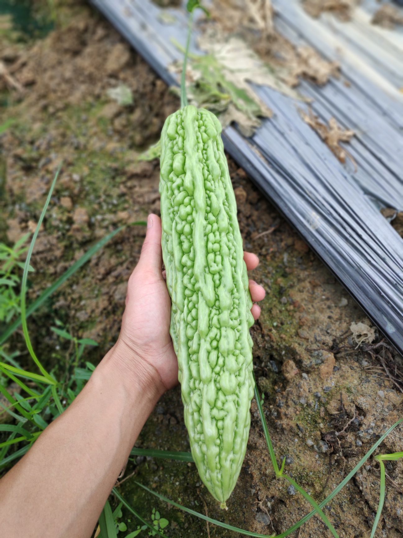 珍珠苦瓜，假珍珠苦瓜苗