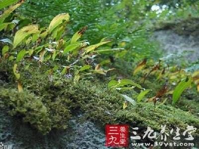 广德市滴水珠 治腰疼的药  滴水诛