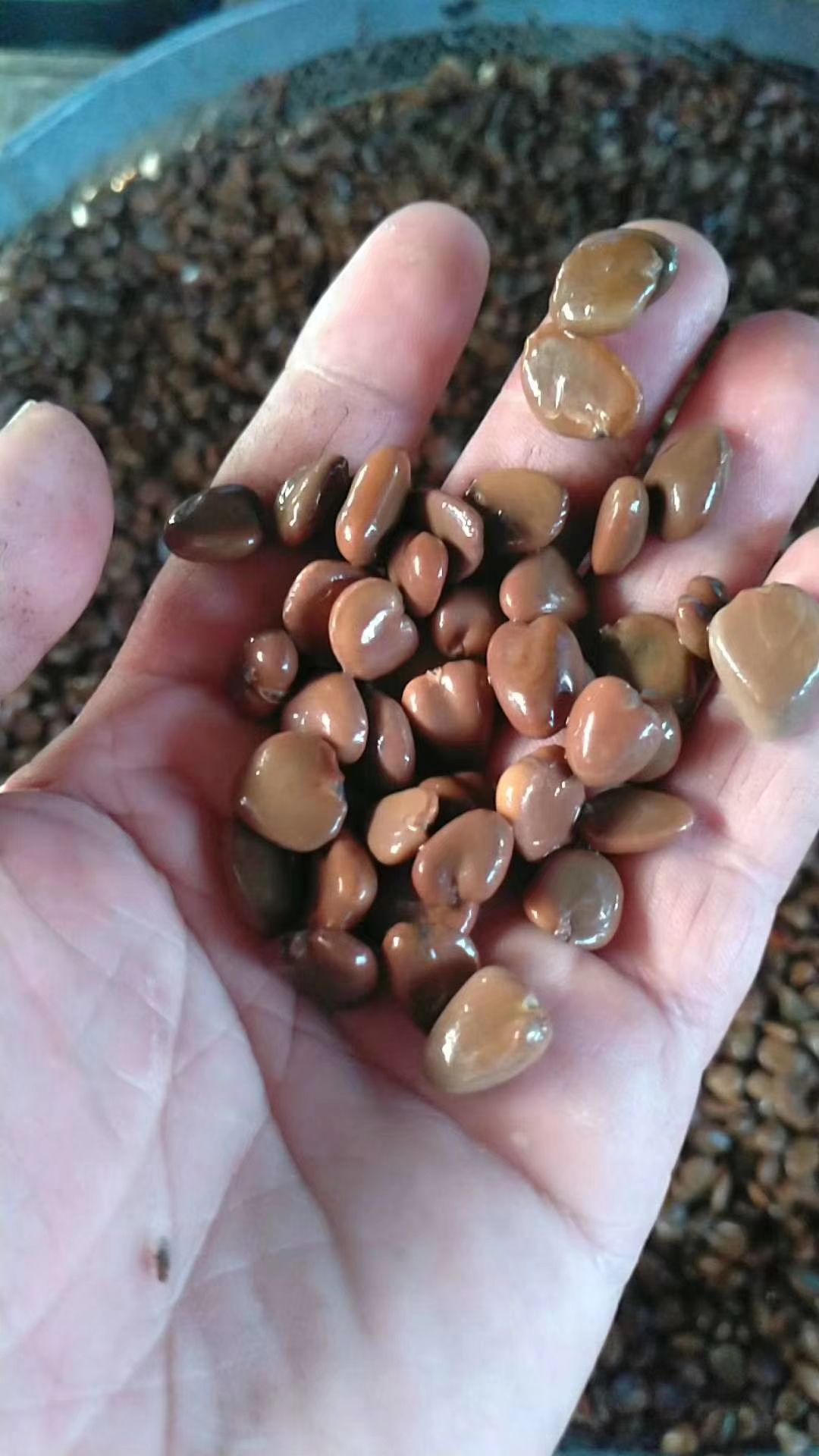 布福娜黑老虎种子苗冷饭团大血藤种子50粒/包